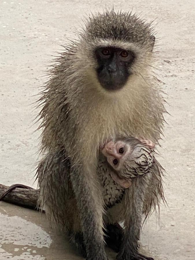 Birdsong Kruger Villa Marloth Park Exterior foto