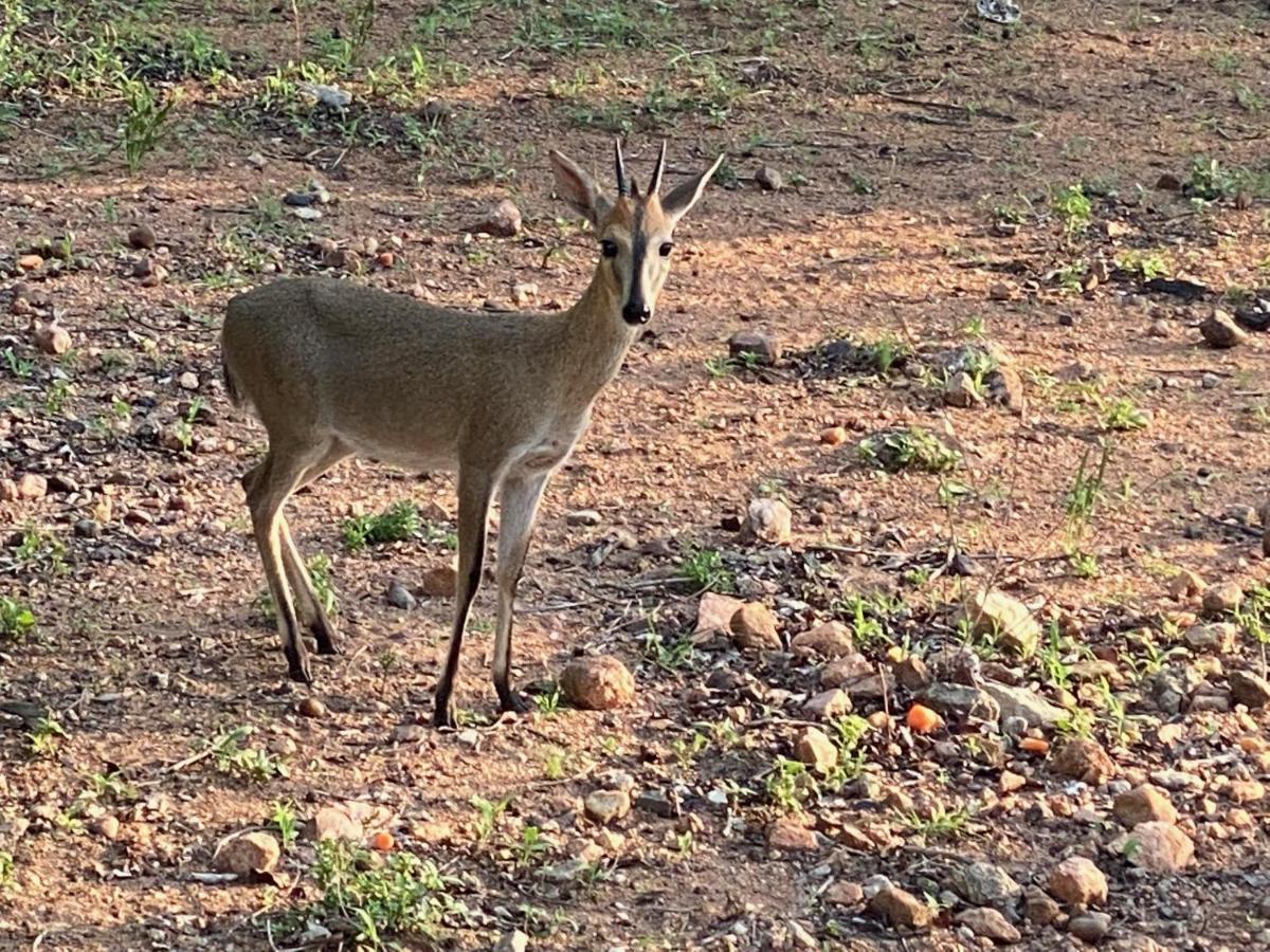 Birdsong Kruger Villa Marloth Park Exterior foto